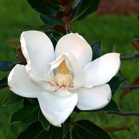 The Magical Properties of Lucky Magnolias: How They Enhance Cash Flow